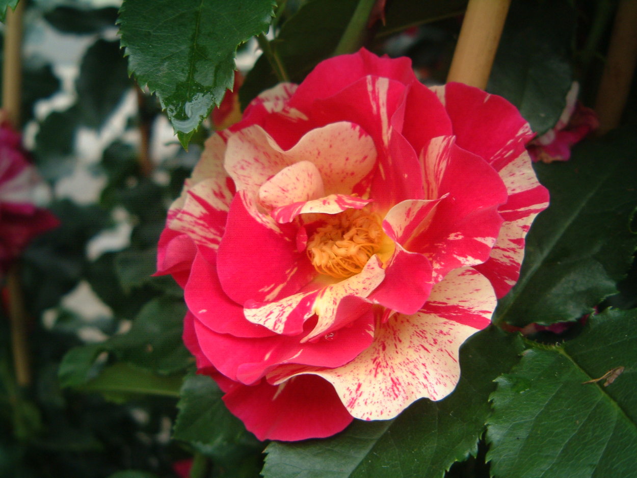 Роза Эдгар Дега