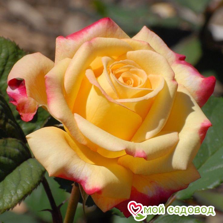 Роза Восходящее Солнце