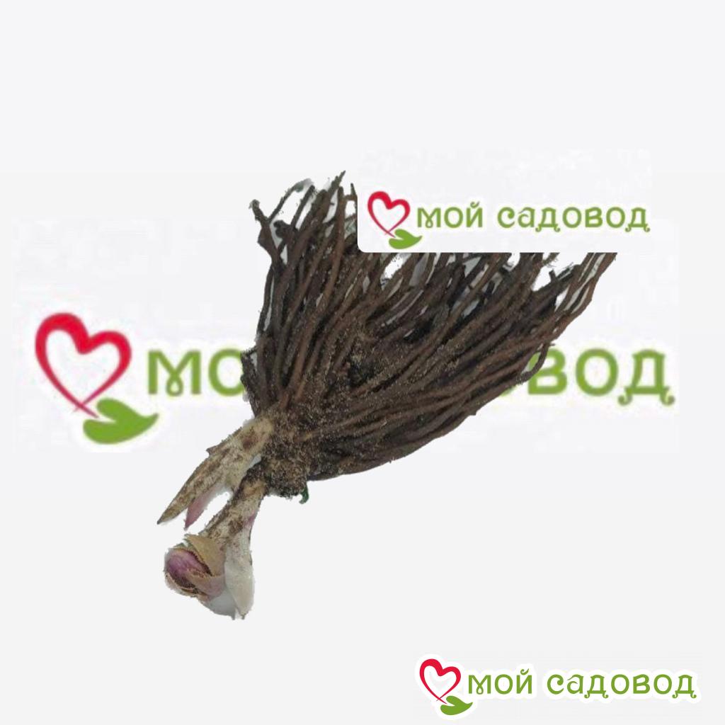 Хоста Розовая Нить